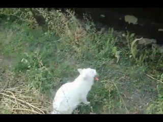 Un chat trop fainéant pour monter les marches