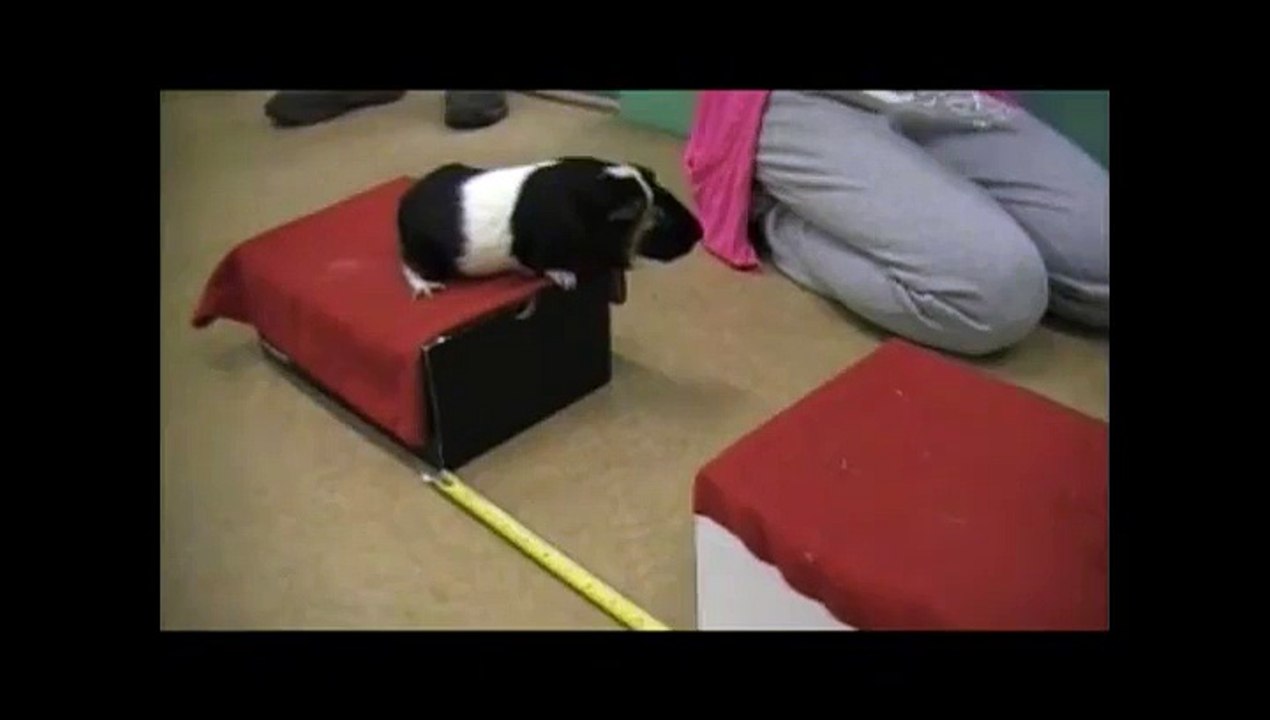 Un saut en longueur fait par un cochon d'Inde