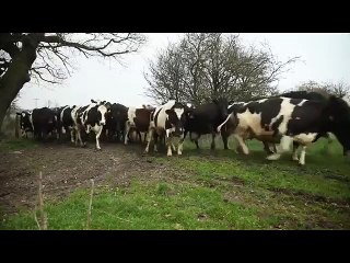 Les animaux sont faits pour vivre en liberté