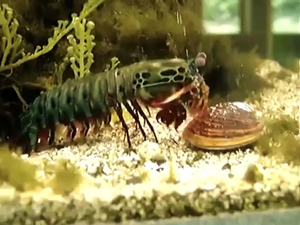 Une grosse crevette VS coquillage. FUN!