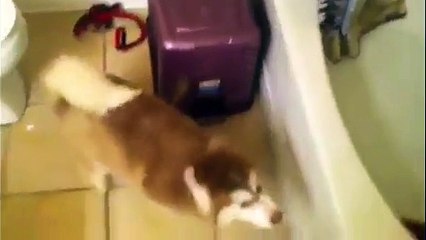 Un petit chien qui n'a pas envie d'aller au bain