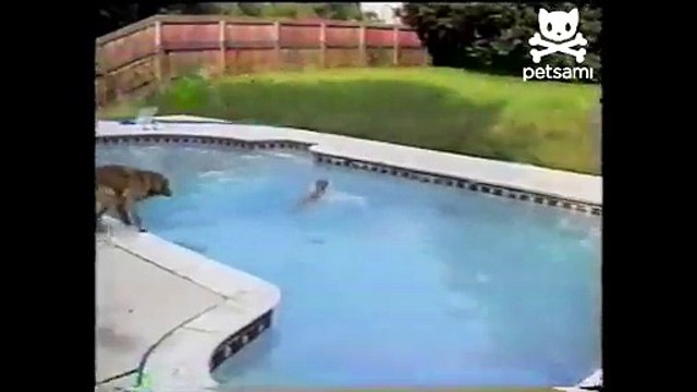 Une maman Labrador sauve son petit de la noyade