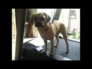 Un chien fait de l'exercice sur un tapis de course