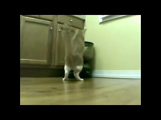 Chat VS distributeur de croquette!!!