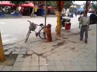 Le chien qui surveille votre vélo dans la rue