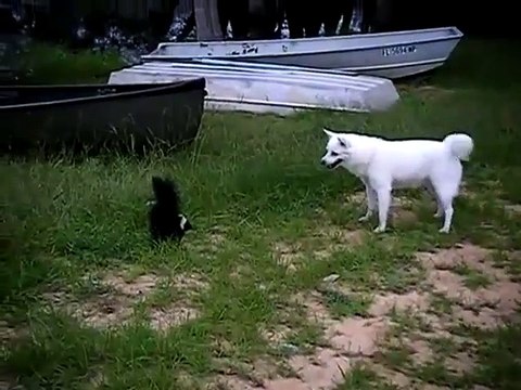 Quand un chien rencontre un putois. OMG!