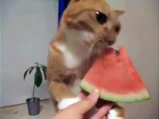 Les Chats Adorent La Pasteque Genial Video Dailymotion