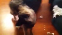 Un chien qui sait se punir tout seul