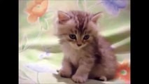Funny Cats Compilation - Funny Cat Videos Ever- Funny Videos - Funny Animals - Funny Animal Videos