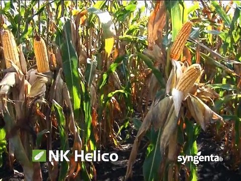 Syngenta – zadovoljni korisnici o hibridima kukuruza Pako, Cisko i Helico_28.02.2015.
