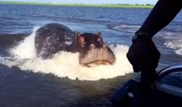 Boat charged by hippo!