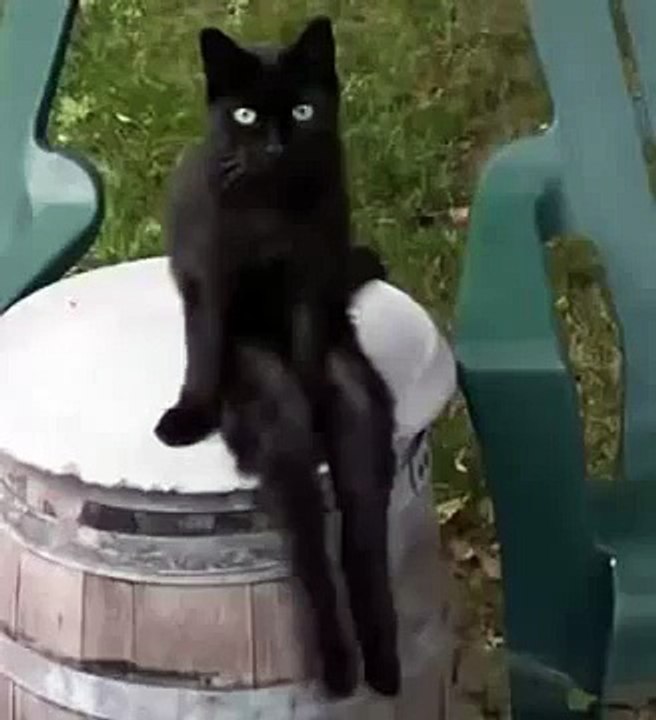 crazy cat