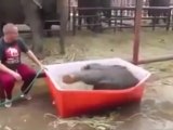 Moment Incroyable : Cet Éléphanto Prend son Bain
