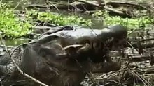 鱷魚吃烏龜 Crocodile eating turtle