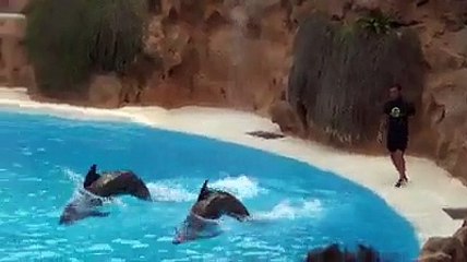 Trained Dolphins