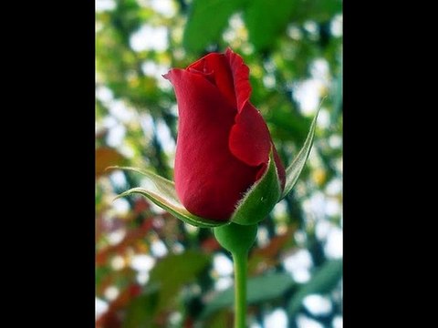 Georges Hamel - Une fleur pour vous