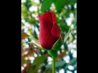 Georges Hamel - Une fleur pour vous