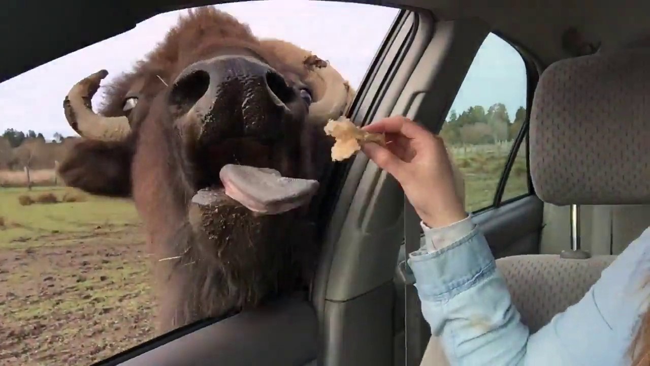 Buffalo kisses with giant tongue!