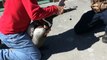 Sauvetage d'un pélican piégé par filet de pêche autour du bec