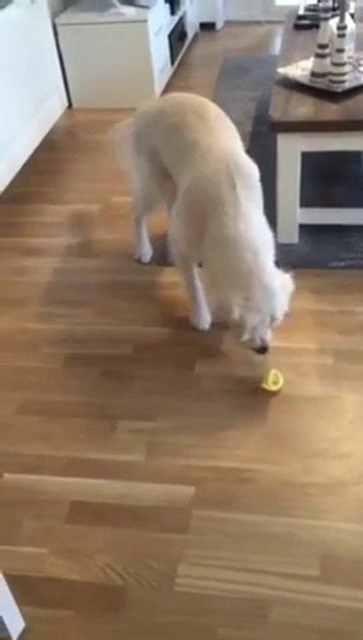Golden retriever dog tasting lemon for first time is so cute!