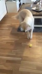 Ce Golden Retriever goûte du citron pour la première fois