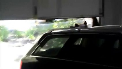 Un ourson reste coincé dans un garage aux USA