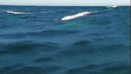 Une baleine crée un arc-en-ciel en respirant