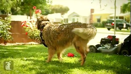 Le tube de l'été repris par des chiens et chats