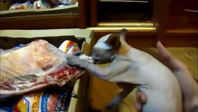 Un chat refuse de lâcher le morceau de viande