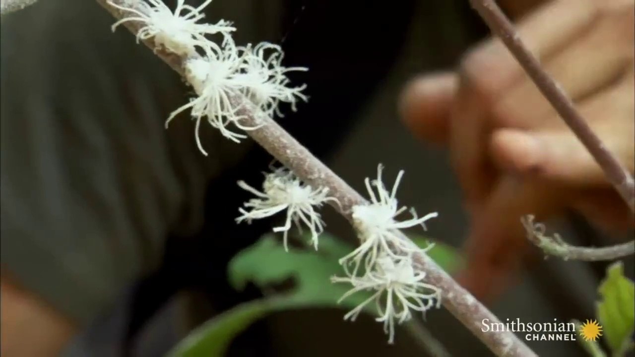 This insect is just so FUNNY : Ridiculous Planthopper Nymphs in Action