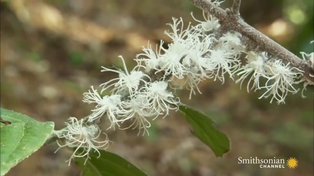 Ces insectes sont juste trop marrant : les Planthopper Nymphs en action