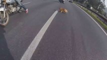 Lost Dog saved by bikers on a highway