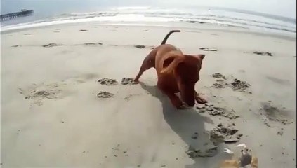 Chien à la plage VS crabe, qui sera le meilleur?