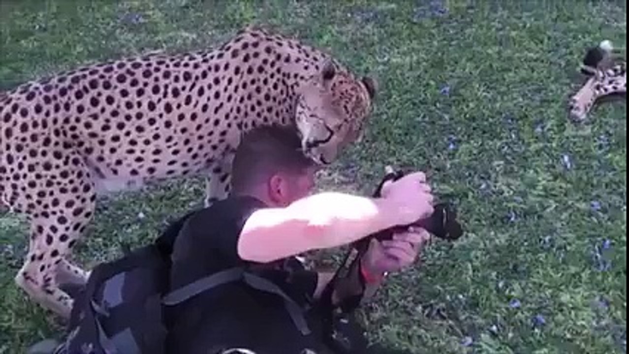 Amazing Footage Of Leopard Liking A Man