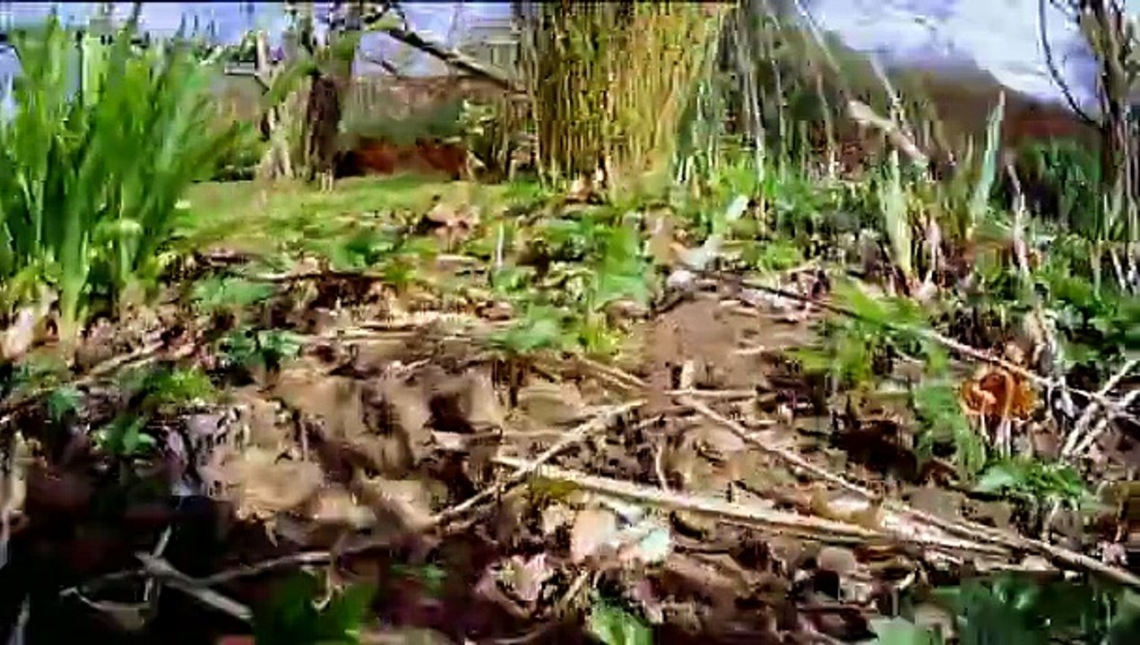 Horizon s51e10 - The Secret Life of the Cat