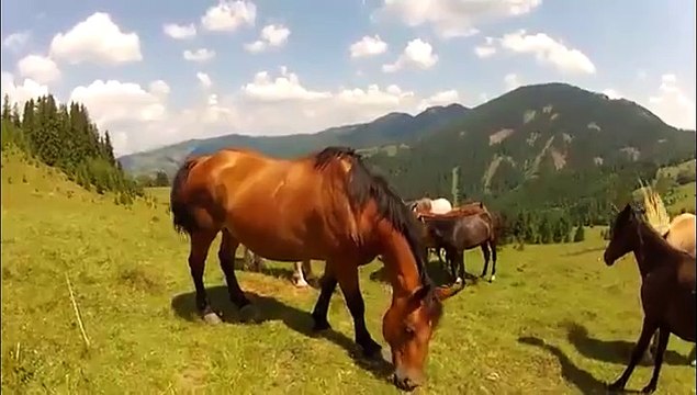 Un cheval prend le bras d'un cycliste pour un mors
