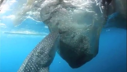 Requin baleine VS filet de pêche. LOL!