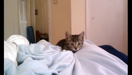 Un petit chaton se prépare à l'attaque et BOUMM!