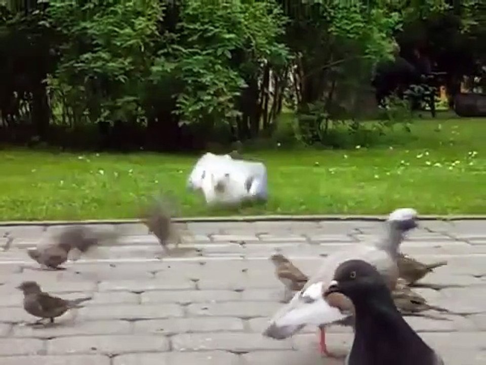 Un goéland avale un petit moineau dans un parc