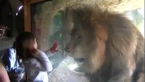 La petite fille qui parlait avec les lions