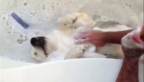Un chien fait la planche dans son bain