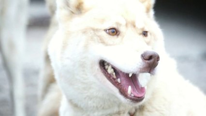 La Grande Odyssée à Savoie Grand Revard