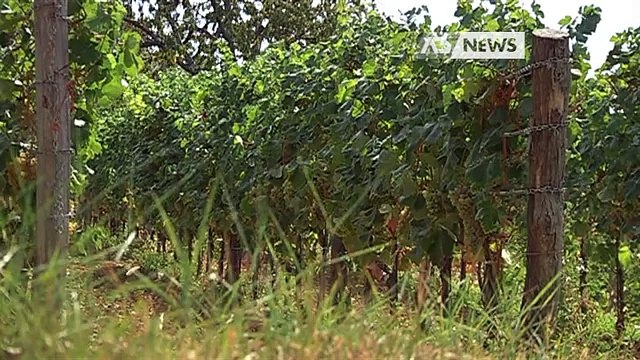 OLTRE 180 AZIENDE FVG AL VINITALY