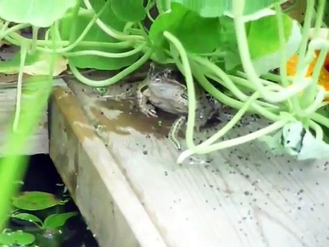 Ce mille-pattes a vraiment fait déborder le vase !