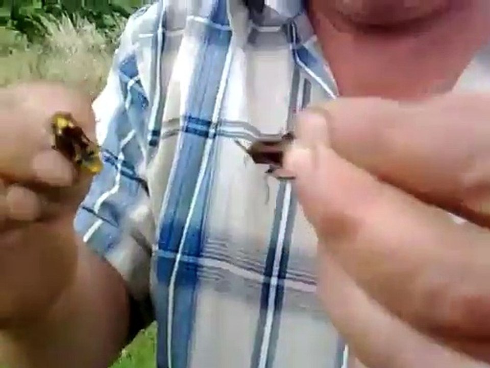 Papy a craqué ! Il a manger deux guêpes !