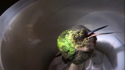 Un gars film un Colibri qui ronfle dans une poubelle !