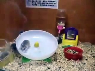 Deux hamster totalement malade de la roulette !