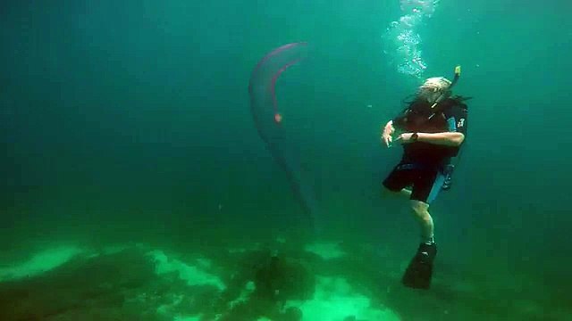 VIDEO : ces plongeurs trouvent un Pyrosome : Licorne des Mers
