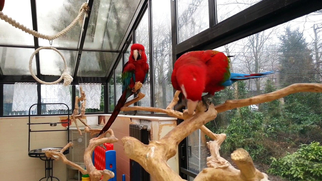 trio "Rambo - Zara -Danaé   " et Paco en mode " je reste à ma place .." lol