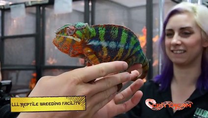 An Aussie Vs American Reptile Stores   CrittaCam